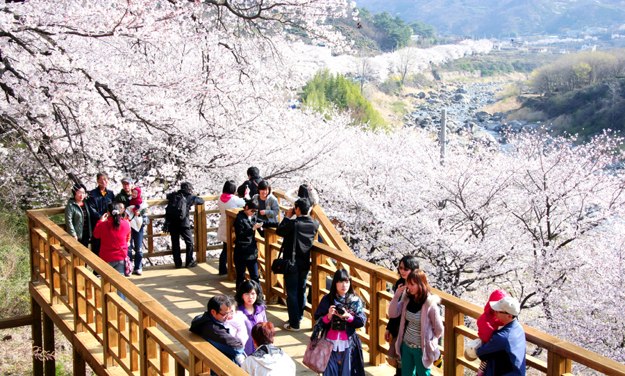 ▲ 하동 화개장터 벚꽃축제 (4월 7~8일)