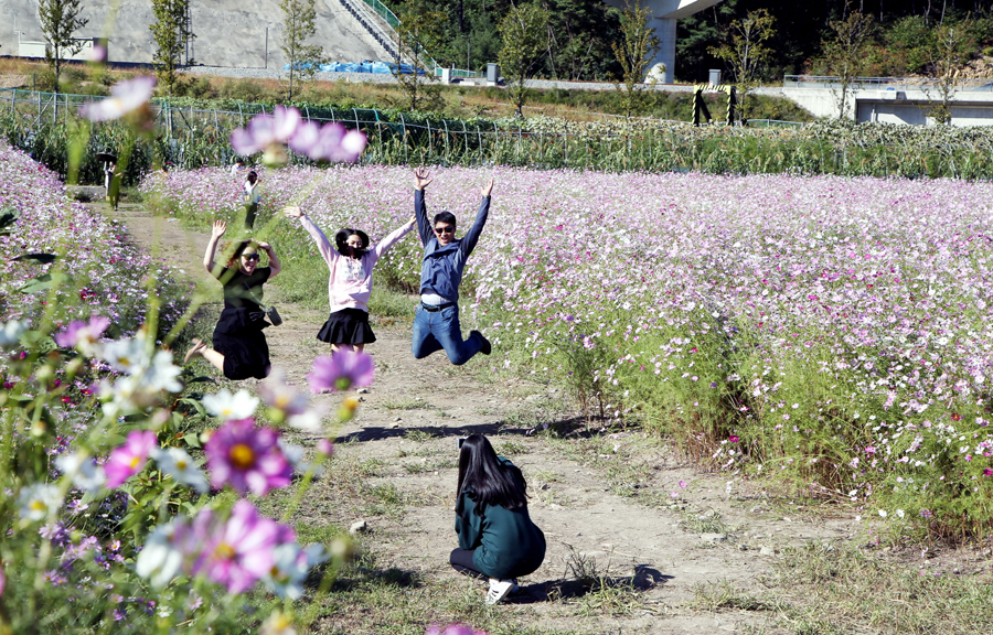▲ 지난해 하동북천 코스모스·메밀꽃 축제에서 관광객들이 코스모스를 배경으로 사진을 찍고 있다.