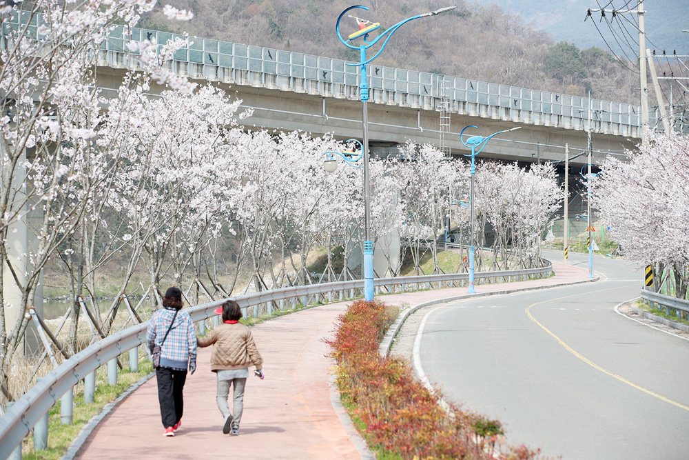 ▲ 31일 산청군 산청읍 2019년 항노화산들길 조성구간에 벚꽃이 만개했다.