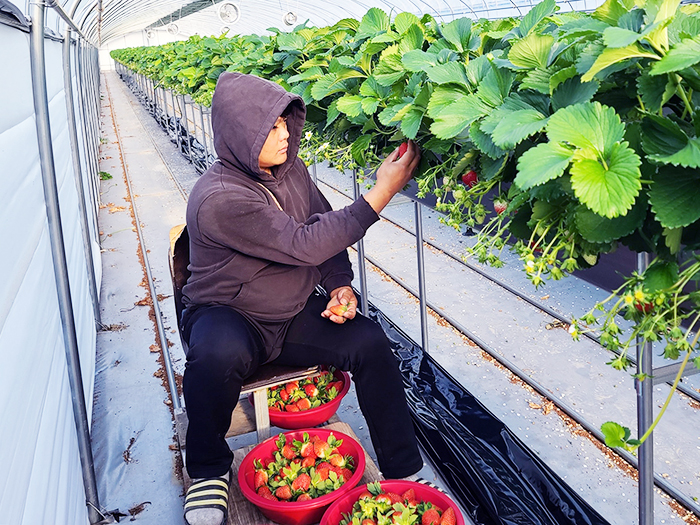 ▲ 지난 23일 함양군 청년농업인 경영실습 임대농장에서 올해 처음으로 딸기를 수확했다.