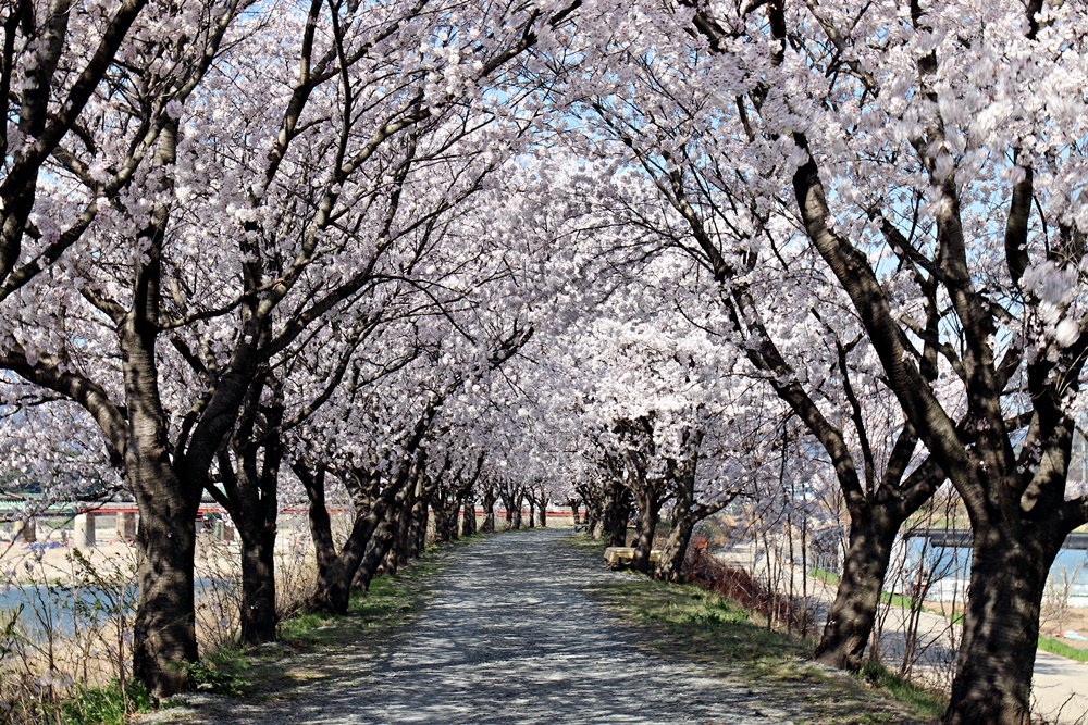▲ 영남루 수변공원에 봄을 환영하는 벚꽃이 활짝 폈다.