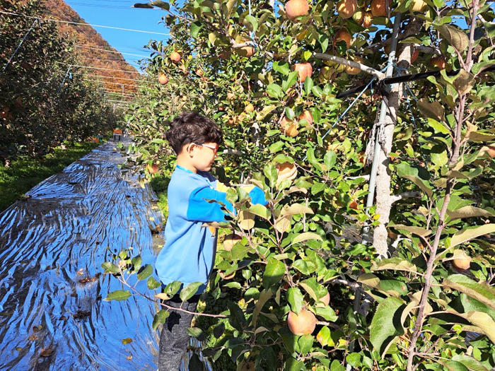 ▲ 양산 원동면 사과가 본격적으로 출하된다. 사진은 사과 따기 체험 모습.