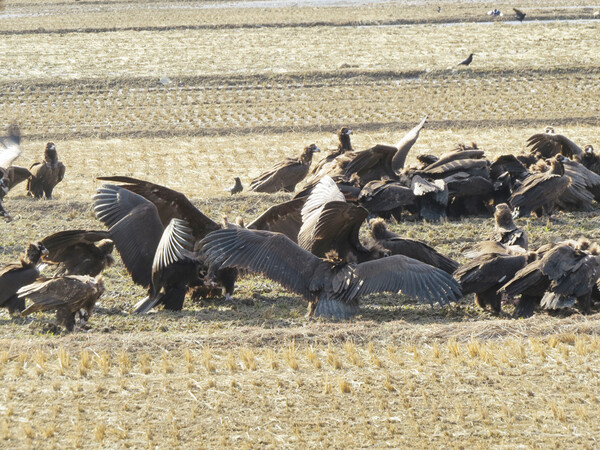 김해시는 오는 2월 3일부터 4일까지 ‘독수리 친구되기 생태축제’를 개최한다. 사진은 화포천 습지를 찾아온 독수리떼.