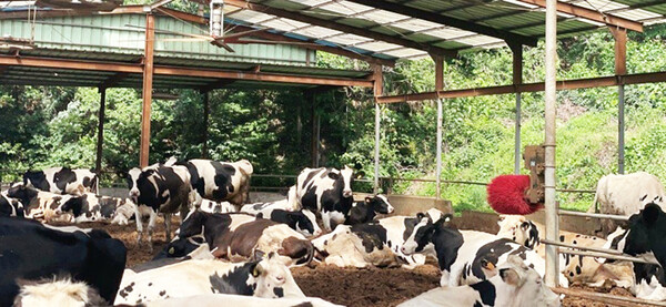 창원시가 올해 총사업비 약 6377만원을 투입해 ‘젖소 능력 개량사업’을 추진한다.