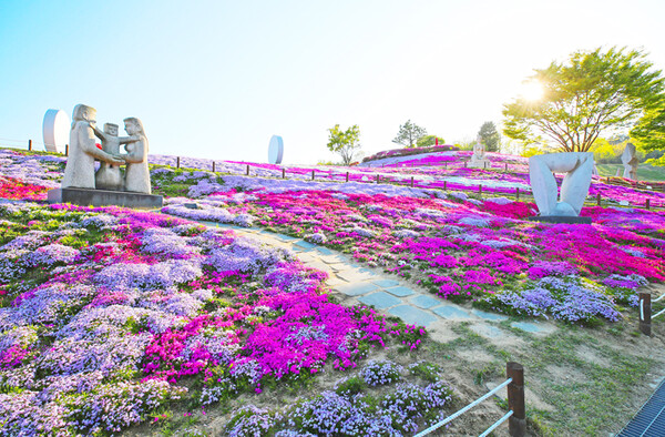 생초국제조각공원 꽃잔디.